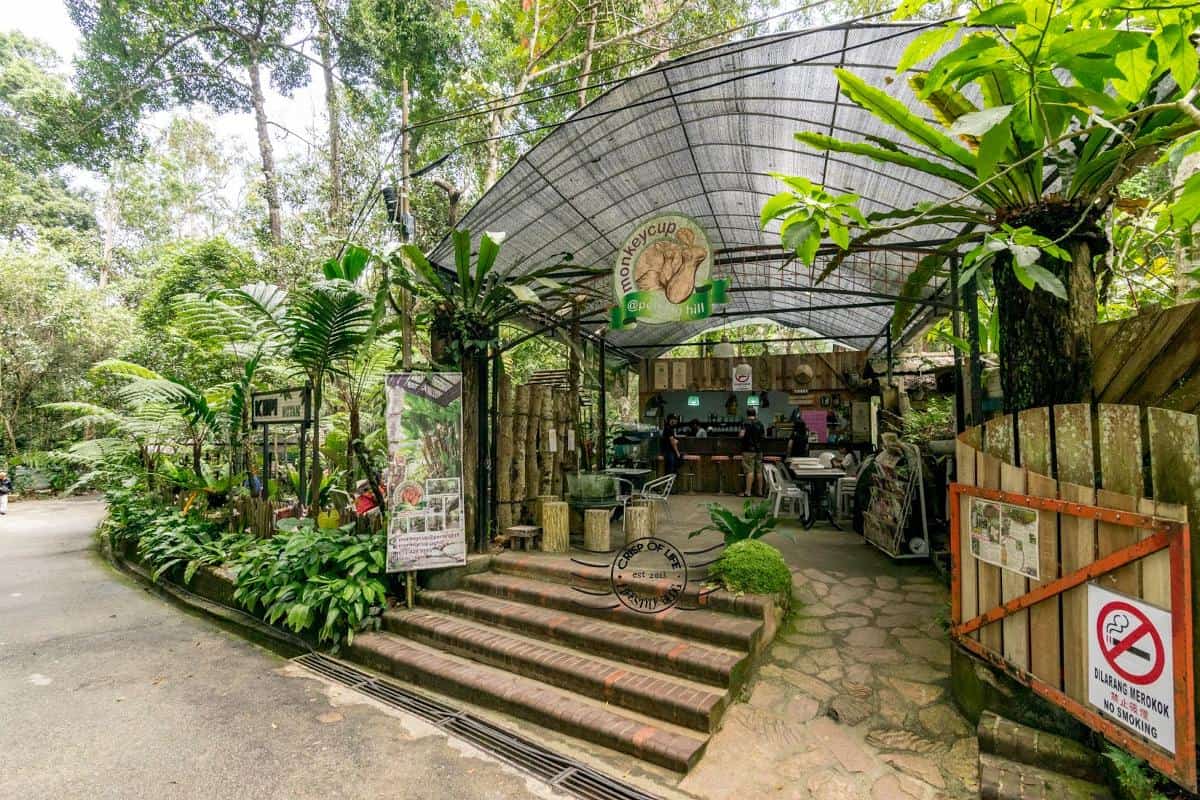 thing to do on penang hill monkey cup garden